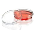 60mm Dia. x 15mm Hgt. Sterile Clear Polystyrene TC-Treated Diamond® SureGro™ Cell Culture Dish with Gripping Ring - 10 per Bag; 50 Bags per Case
