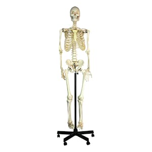 Life-Sized Full Body Human Skeleton Model - Pelvic-Mounted Stand & Wheeled Base