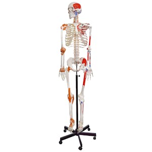 Life-Sized Full Body Human Skeleton Model with Painted Muscles & Ligaments - Pelvic-Mounted Stand & Wheeled Base