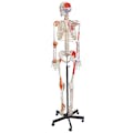 Life-Sized Full Body Human Skeleton Model with Flexible Spine & Painted Muscles & Ligaments - Pelvic-Mounted Stand & Wheeled Base