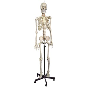 Life-Sized Full Body Human Skeleton Model with Flexible Spine - Pelvic-Mounted Stand & Wheeled Base