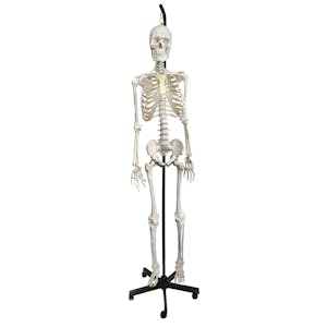 Life-Sized Full Body Human Skeleton Model - Ring-Mounted Hanging Stand & Wheeled Base
