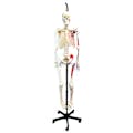 Life-Sized Full Body Human Skeleton Model with Painted Muscles - Ring-Mounted Hanging Stand & Wheeled Base