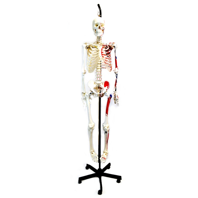 Life-Sized Full Body Human Skeleton Model with Painted Muscles - Ring-Mounted Hanging Stand & Wheeled Base