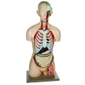 Life-Sized Torso & Head Human Anatomical Model with 13 Removable Parts