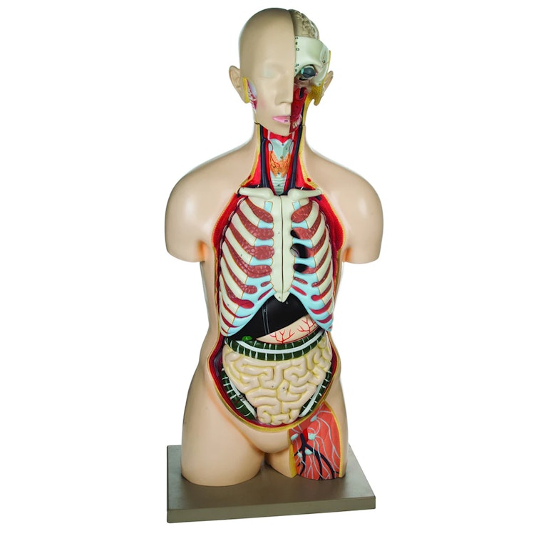 Life-Sized Torso & Head Human Anatomical Model with 13 Removable Parts