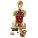 Half-Sized Torso & Head Human Anatomical Model with 7 Removable Parts