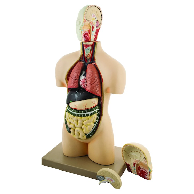 Half-Sized Torso & Head Human Anatomical Model with 11 Dissectable Parts & Head