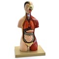 Half-Sized Torso & Head Human Anatomical Model with 16 Removable Parts