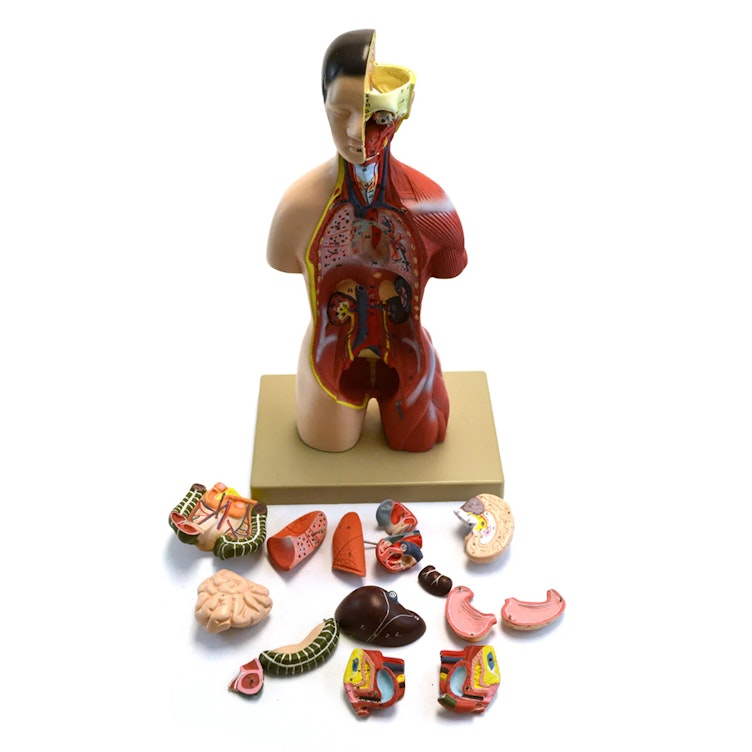 Half-Sized Torso & Head Human Anatomical Model with 16 Removable Parts