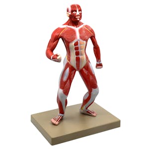 Quarter-Sized Full Body Muscular Human Anatomical Model