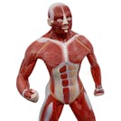 Quarter-Sized Full Body Muscular Human Anatomical Model