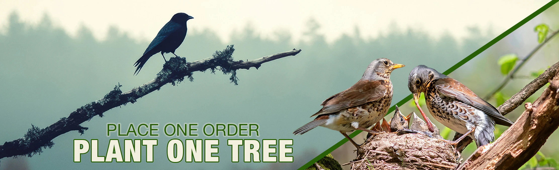 One Order, One Tree | U.S. Plastic